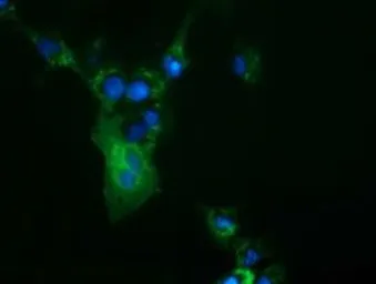 Anti-CBWD1 antibody [3F9] used in Immunocytochemistry/ Immunofluorescence (ICC/IF). GTX84732
