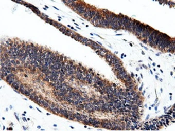 Anti-CBWD1 antibody [3F9] used in IHC (Paraffin sections) (IHC-P). GTX84732