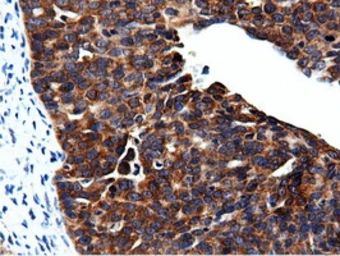 Anti-CBWD1 antibody [3F9] used in IHC (Paraffin sections) (IHC-P). GTX84732