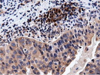 Anti-CBWD1 antibody [3F9] used in IHC (Paraffin sections) (IHC-P). GTX84732
