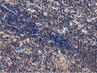 Anti-CBWD1 antibody [3F9] used in IHC (Paraffin sections) (IHC-P). GTX84732