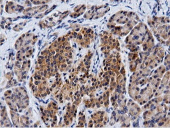 Anti-CBWD1 antibody [3F9] used in IHC (Paraffin sections) (IHC-P). GTX84732