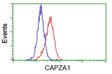 Anti-CAPZA1 antibody [7C8] used in Flow cytometry (FCM). GTX84736
