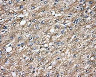 Anti-CAPZA1 antibody [2G4] used in IHC (Paraffin sections) (IHC-P). GTX84737