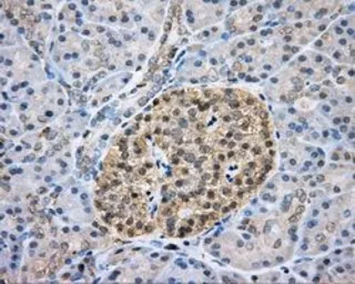 Anti-CAPZA1 antibody [2G4] used in IHC (Paraffin sections) (IHC-P). GTX84737