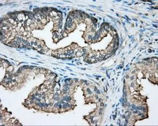 Anti-CAPZA1 antibody [2G4] used in IHC (Paraffin sections) (IHC-P). GTX84737