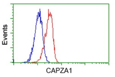 Anti-CAPZA1 antibody [2G4] used in Flow cytometry (FCM). GTX84737