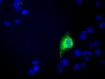 Anti-C9orf41 antibody [6E4] used in Immunocytochemistry/ Immunofluorescence (ICC/IF). GTX84740