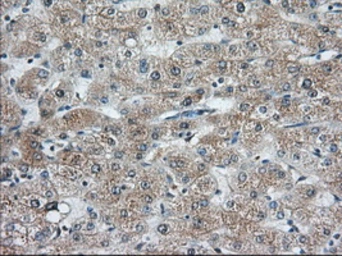 Anti-C9orf41 antibody [6E4] used in IHC (Paraffin sections) (IHC-P). GTX84740