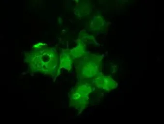 Anti-C21orf59 antibody [2B2] used in Immunocytochemistry/ Immunofluorescence (ICC/IF). GTX84745