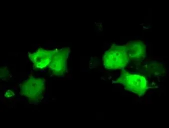 Anti-C21orf59 antibody [2H5] used in Immunocytochemistry/ Immunofluorescence (ICC/IF). GTX84746