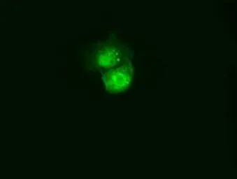 Anti-C21orf59 antibody [1A1] used in Immunocytochemistry/ Immunofluorescence (ICC/IF). GTX84747