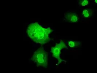 Anti-C16orf72 antibody [2D1] used in Immunocytochemistry/ Immunofluorescence (ICC/IF). GTX84757