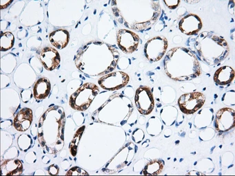 Anti-C15orf40 antibody [1D9] used in IHC (Paraffin sections) (IHC-P). GTX84760