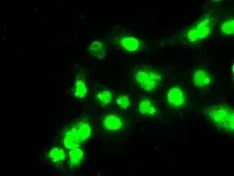 Anti-BUB1B antibody [11D7] used in Immunocytochemistry/ Immunofluorescence (ICC/IF). GTX84767