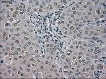 Anti-BUB1B antibody [11D7] used in IHC (Paraffin sections) (IHC-P). GTX84767