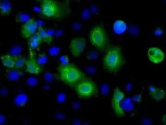 Anti-CD147 antibody [5D8] used in Immunocytochemistry/ Immunofluorescence (ICC/IF). GTX84795