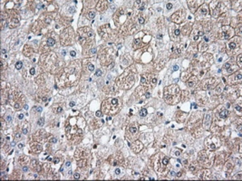 Anti-CD147 antibody [5D8] used in IHC (Paraffin sections) (IHC-P). GTX84795