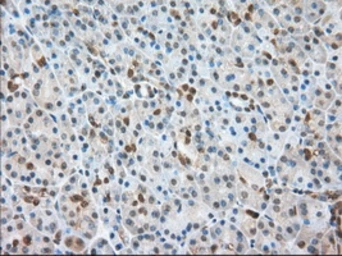 Anti-CD147 antibody [5D8] used in IHC (Paraffin sections) (IHC-P). GTX84795