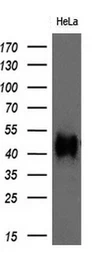 Anti-CD147 antibody [5D8] used in Western Blot (WB). GTX84795