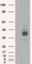 Anti-CD147 antibody [5D8] used in Western Blot (WB). GTX84795