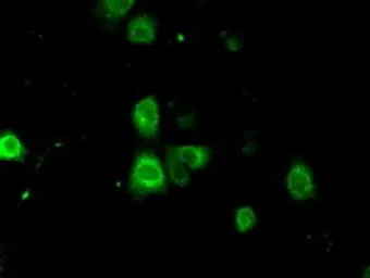 Anti-CD147 antibody [4D3] used in Immunocytochemistry/ Immunofluorescence (ICC/IF). GTX84799