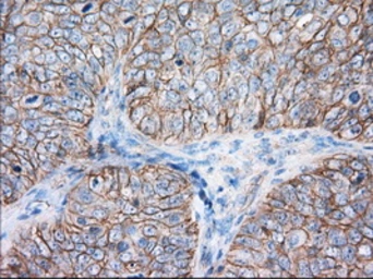 Anti-CD147 antibody [4D3] used in IHC (Paraffin sections) (IHC-P). GTX84799