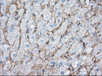 Anti-CD147 antibody [4D3] used in IHC (Paraffin sections) (IHC-P). GTX84799