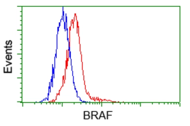 Anti-B-Raf antibody [1D2] used in Flow cytometry (FCM). GTX84807