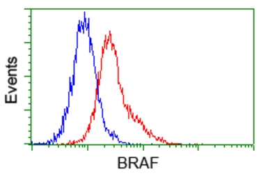Anti-B-Raf antibody [1D2] used in Flow cytometry (FCM). GTX84807
