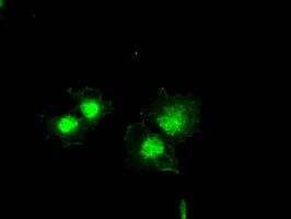 Anti-Bcl-XL antibody [4A9] used in Immunocytochemistry/ Immunofluorescence (ICC/IF). GTX84834