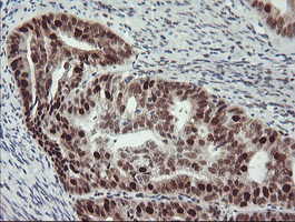 Anti-Bcl-XL antibody [4A9] used in IHC (Paraffin sections) (IHC-P). GTX84834