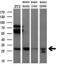 Anti-Bcl-XL antibody [4A9] used in Western Blot (WB). GTX84834