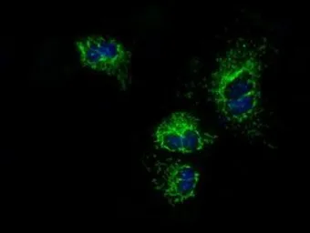 Anti-ATP5B antibody [1B10] used in Immunocytochemistry/ Immunofluorescence (ICC/IF). GTX84845