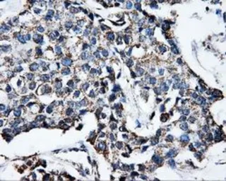 Anti-ATP5B antibody [1B10] used in IHC (Paraffin sections) (IHC-P). GTX84845