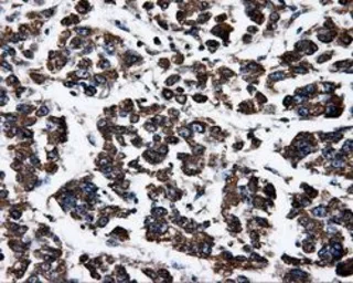Anti-ATP5B antibody [1B10] used in IHC (Paraffin sections) (IHC-P). GTX84845