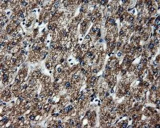Anti-ATP5B antibody [1B10] used in IHC (Paraffin sections) (IHC-P). GTX84845