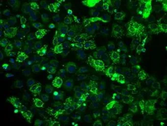 Anti-ATP5B antibody [6C4] used in Immunocytochemistry/ Immunofluorescence (ICC/IF). GTX84848