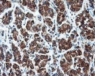 Anti-ATP5B antibody [6C4] used in IHC (Paraffin sections) (IHC-P). GTX84848