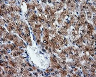 Anti-ATP5B antibody [6C4] used in IHC (Paraffin sections) (IHC-P). GTX84848