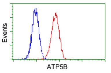 Anti-ATP5B antibody [6C4] used in Flow cytometry (FCM). GTX84848