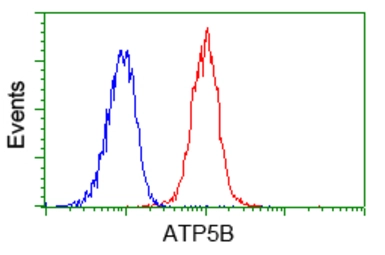 Anti-ATP5B antibody [6C4] used in Flow cytometry (FCM). GTX84848