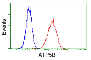 Anti-ATP5B antibody [4E5] used in Flow cytometry (FCM). GTX84849