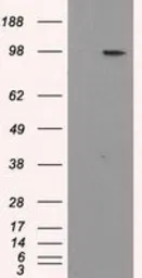 Anti-APP antibody [4C3] used in Western Blot (WB). GTX84873