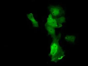 Anti-Annexin XI antibody [1C6] used in Immunocytochemistry/ Immunofluorescence (ICC/IF). GTX84884