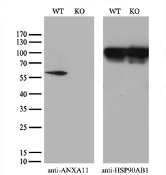Anti-Annexin XI antibody [1C6] used in Western Blot (WB). GTX84884