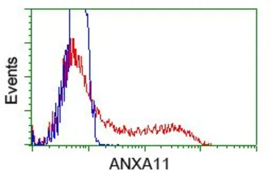 Anti-Annexin XI antibody [1C6] used in Flow cytometry (FCM). GTX84884