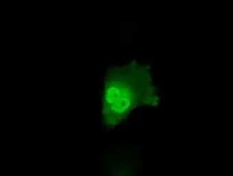 Anti-Annexin A10 antibody [4D8] used in Immunocytochemistry/ Immunofluorescence (ICC/IF). GTX84885