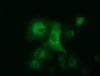 Anti-ALDH1L1 antibody [7G6] used in Immunocytochemistry/ Immunofluorescence (ICC/IF). GTX84894