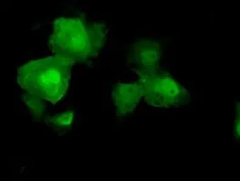 Anti-AKT2 antibody [4H7] used in Immunocytochemistry/ Immunofluorescence (ICC/IF). GTX84908